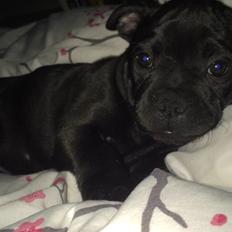 Blanding af racer Bosco