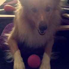 Shetland sheepdog Trunte