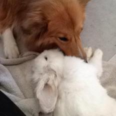 Shetland sheepdog Trunte