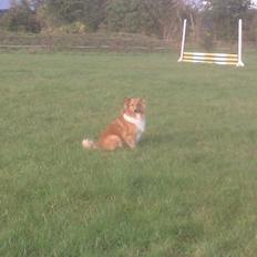 Shetland sheepdog Trunte