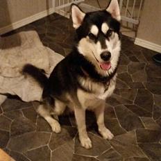 Siberian husky Gayo [Min Første Hund]