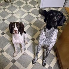 Kleiner münsterländer Trine