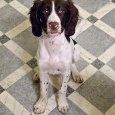 Kleiner münsterländer Trine