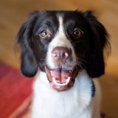 Kleiner münsterländer Trine