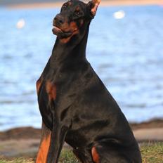 Dobermann Tahi-reme Nadya Nikita