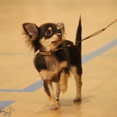 Chihuahua Manzana's Last Star of Selena