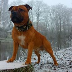 Staffordshire bull terrier Cooper