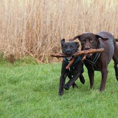 Blanding af racer Buddha the Bullador
