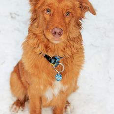 Nova scotia duck tolling retriever Maiko
