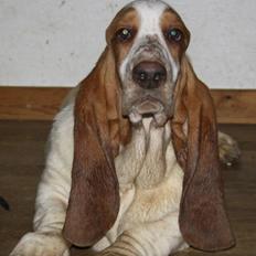 Basset hound Bassbarr Holy Moses/Buller