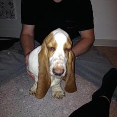 Basset hound Bassbarr Holy Moses/Buller