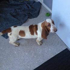 Basset hound Bassbarr Holy Moses/Buller
