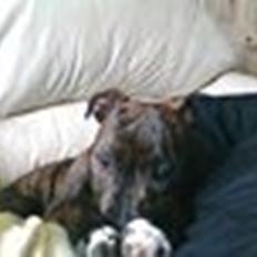 Staffordshire bull terrier Buller