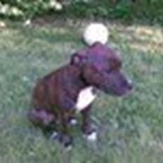 Staffordshire bull terrier Buller