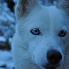 Siberian husky Tori