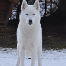 Siberian husky Tori