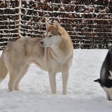 Siberian husky Mesmocan Says Peek-a-boo Leeloo (Nanna)