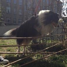Shetland sheepdog Baloo