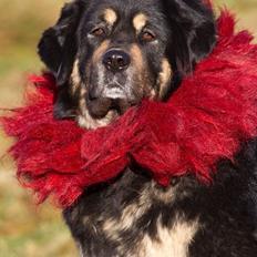 Tibetansk mastiff Saga