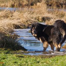 Tibetansk mastiff Saga