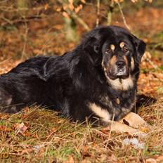 Tibetansk mastiff Saga