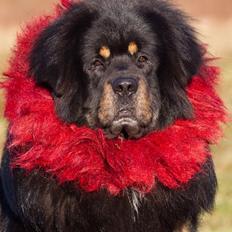 Tibetansk mastiff Ozzy