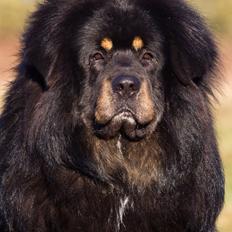 Tibetansk mastiff Ozzy
