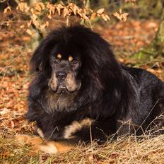 Tibetansk mastiff Ozzy