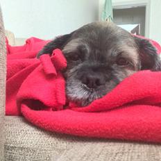 Lhasa apso Albert