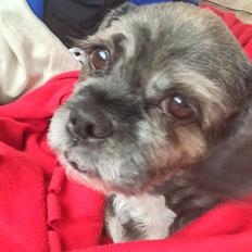Lhasa apso Albert