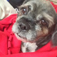 Lhasa apso Albert