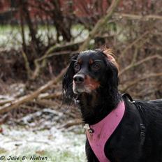 Gordon setter Freja