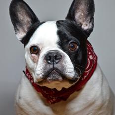 Fransk bulldog Tyson