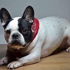 Fransk bulldog Tyson
