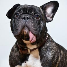 Fransk bulldog Wilma