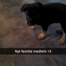 Schæferhund Xam udtales Sam