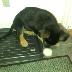 Schæferhund Xam udtales Sam