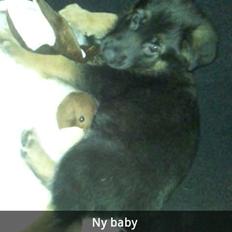 Schæferhund Xam udtales Sam