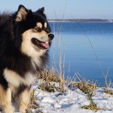 Finsk lapphund Happy Lapp Cosmo - Kenzo