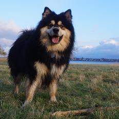 Finsk lapphund Happy Lapp Cosmo - Kenzo