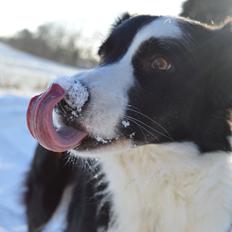 Border collie Smilla