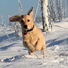 Golden retriever Zita