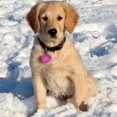 Golden retriever Zita