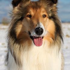 Collie langhåret Ebony Moor´s Adorable Alba