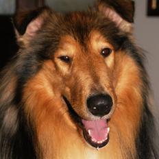 Collie langhåret Ebony Moor´s Charismatic Cato