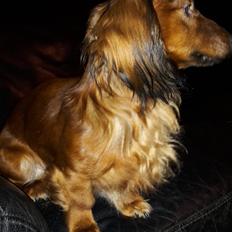 Dværggravhund casper