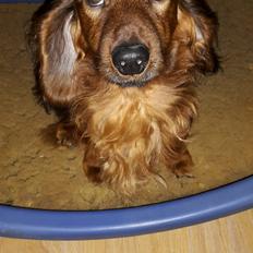 Dværggravhund casper