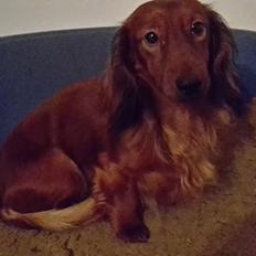 Dværggravhund casper