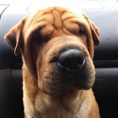 Shar pei milo