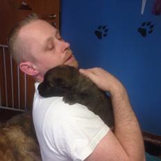 Leonberger Lions of dogs Bovidae Saiga